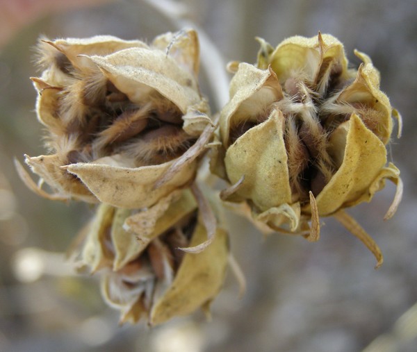 Blossoms of Potential