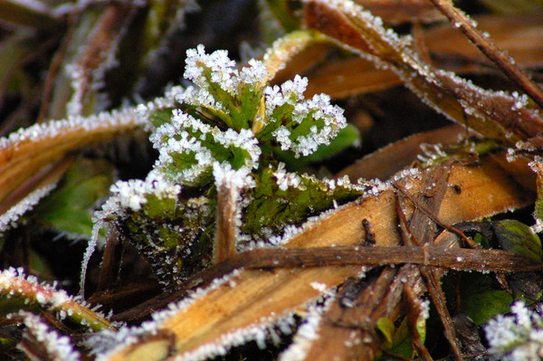 Ice