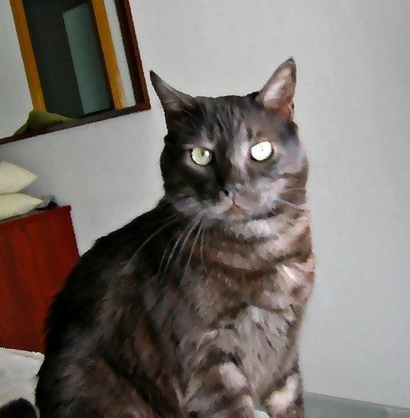 Gato barcelonés.Rex
