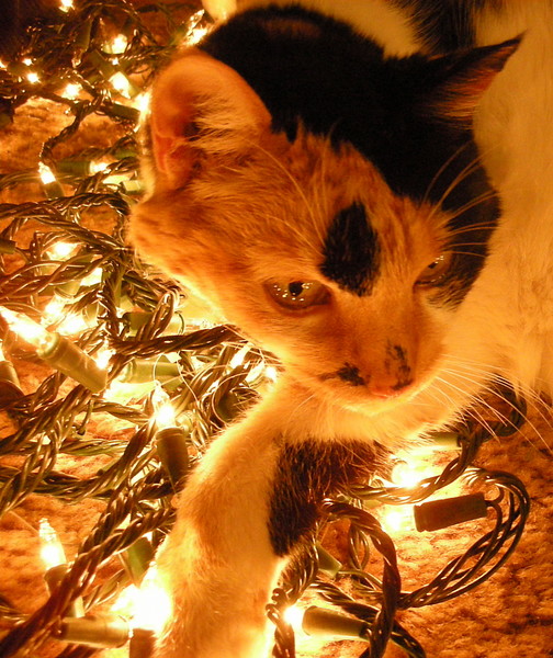 Winnie- 'Tis the Season
