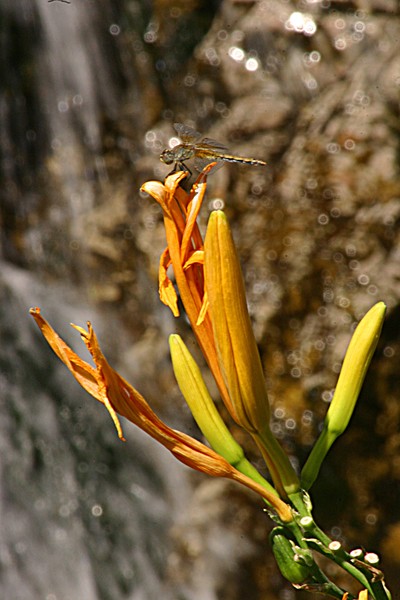 Dragon Fly