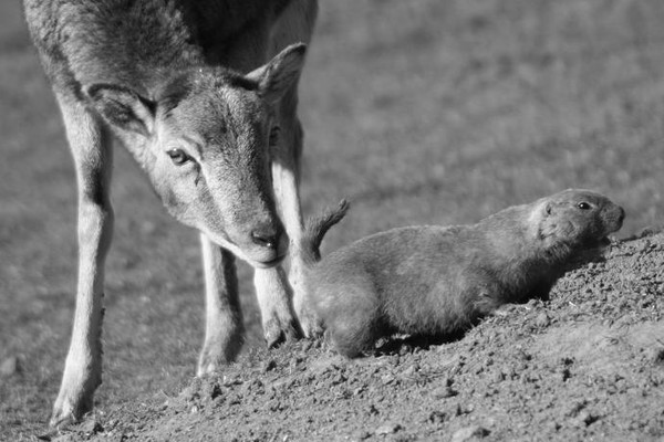 Do not eat my tail!!! :-O