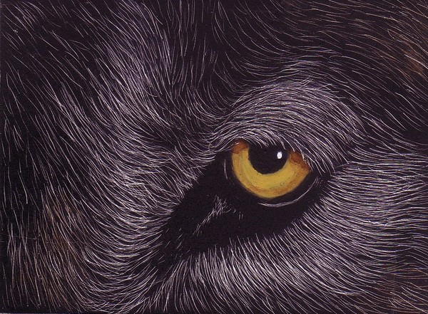 'Wolf's Eye' ACEO