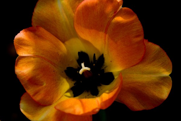 tulip