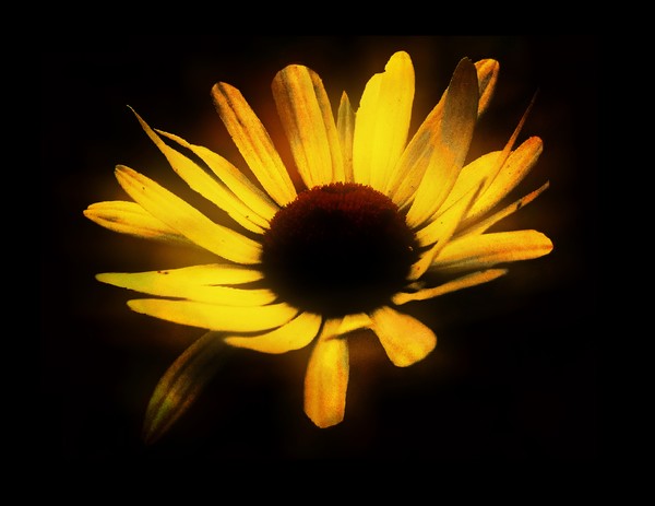 Yellow Mellow