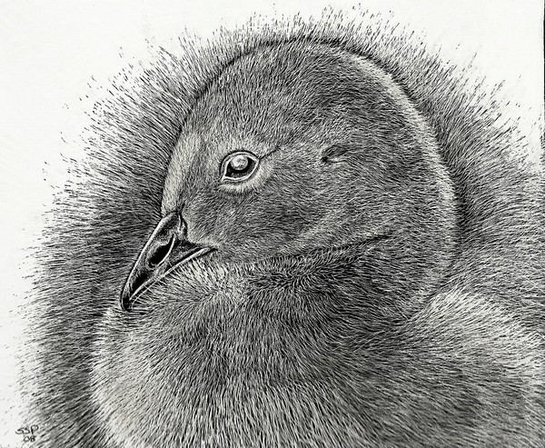 gossling