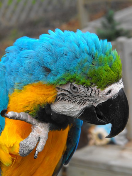 macaw in my backyard