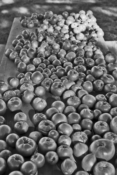 Tomatos on a table