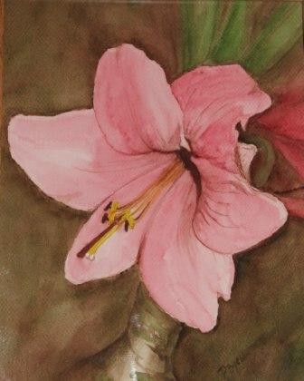 amaryllis