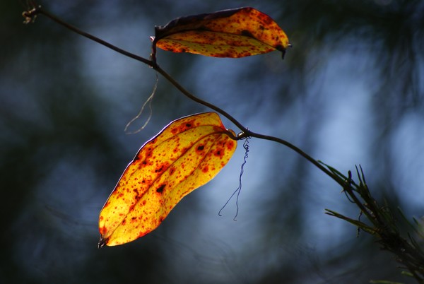 leaves of winter