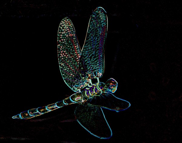 Neon Dragonfly