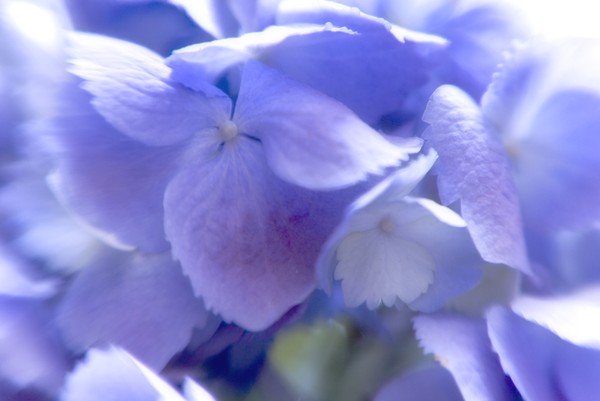 Light in the Hydrangea