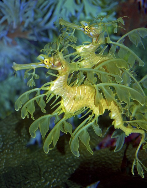 Leafy Sea Dragons