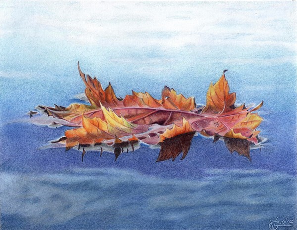 Maple Leaf