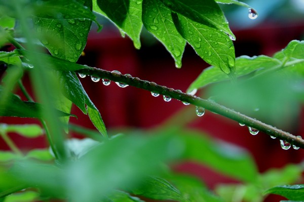 Wysteria