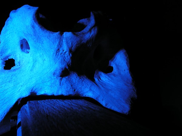 creature_bone