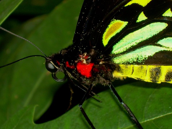 Green Birdwing Butterfly