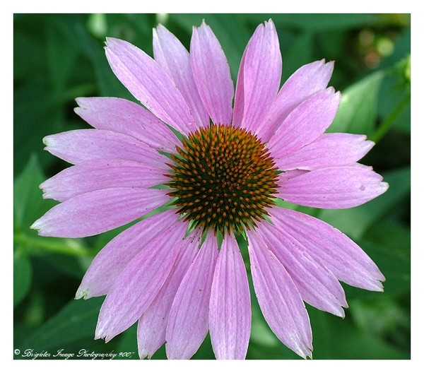Coneflower