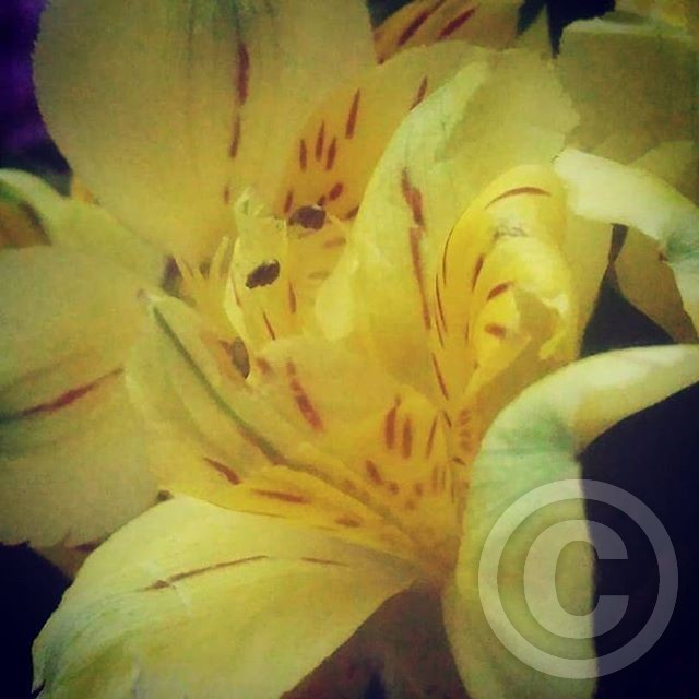 Yellow summer flower