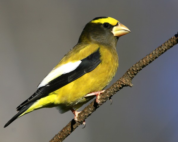 Male evening Grosbeak