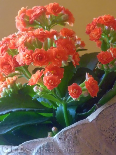 Coral Splendor Too