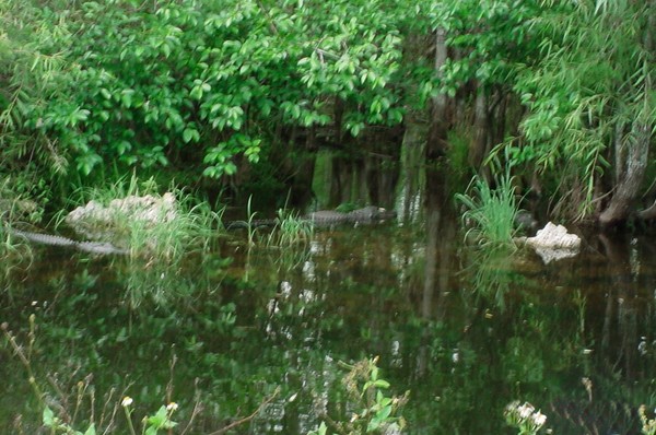 FL Everglades