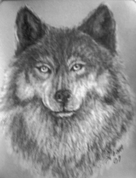 Joker~the Coydog