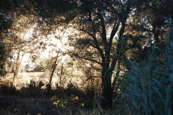 Roseville California
