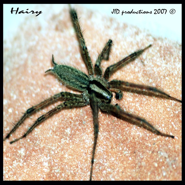 Hairy