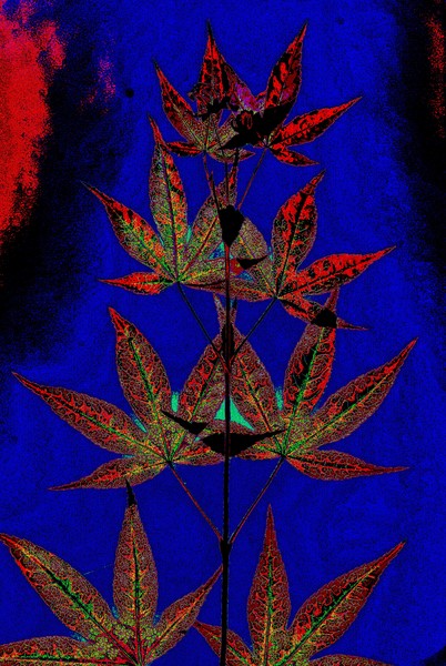 Leaves Variation 1