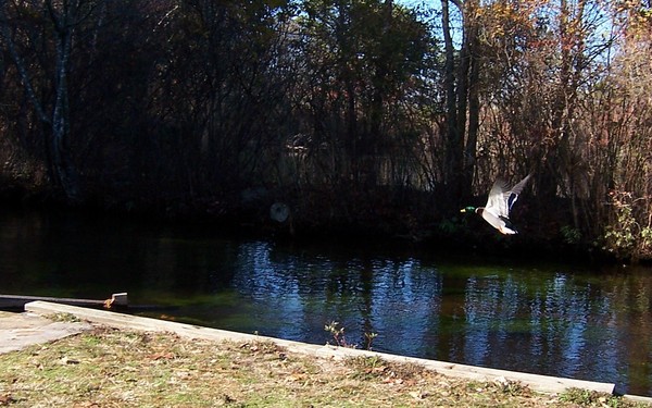 COMING IN FOR A LANDING