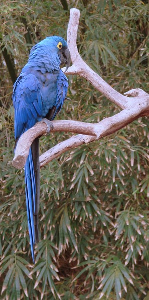 Blue Boy