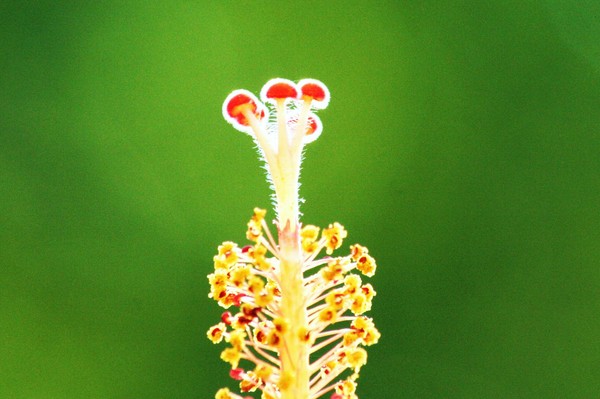 Green and Orange
