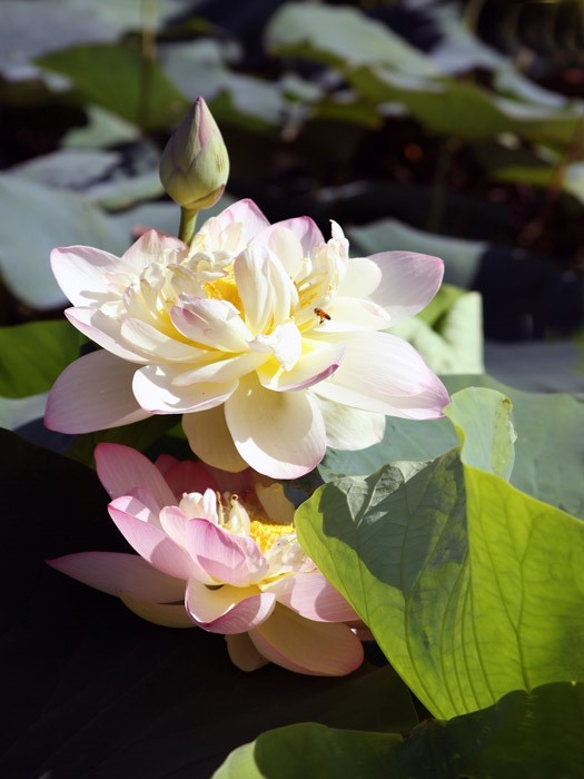 Lotus In Bloom