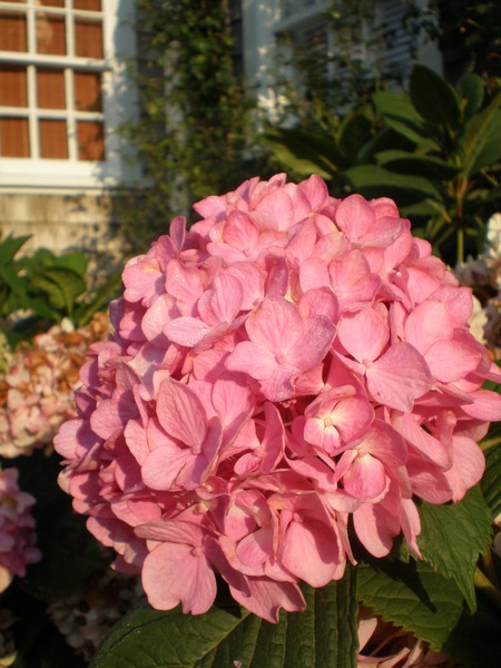 Hydrangea