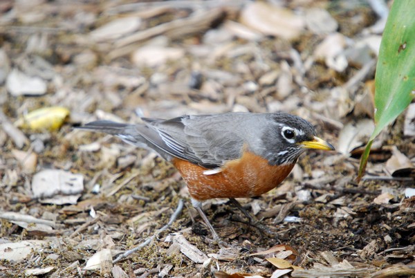 Robin