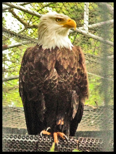 STANDING GUARD AT THE SANCTUARY