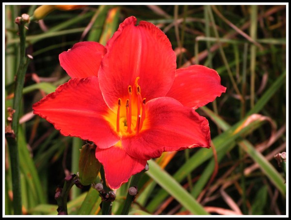 RED BLOSSOM @ CANTIGNY