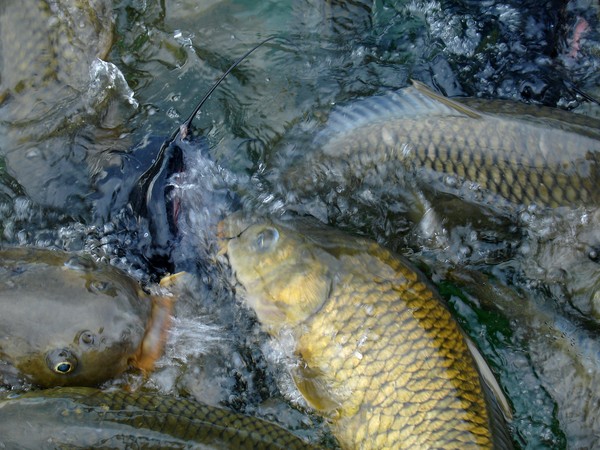 Catfish and Carp