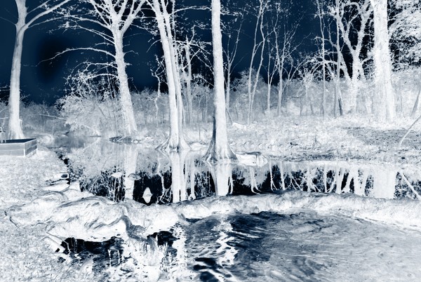 Along Cypress Creek