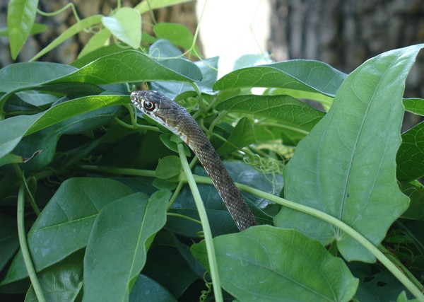 Snake in the Vine
