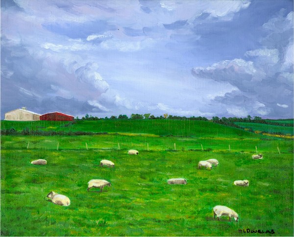 Kerry Sheep