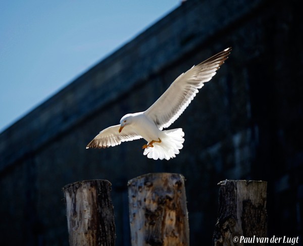 wide wings at landing