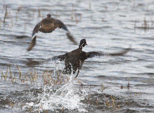 Taking Flight