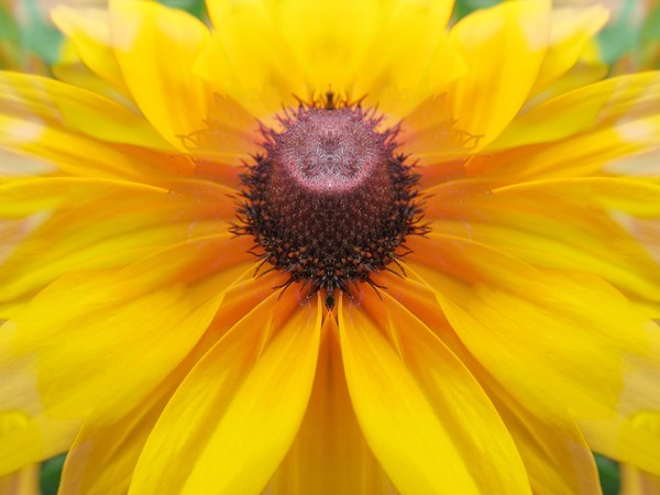 Black Eyed Susan