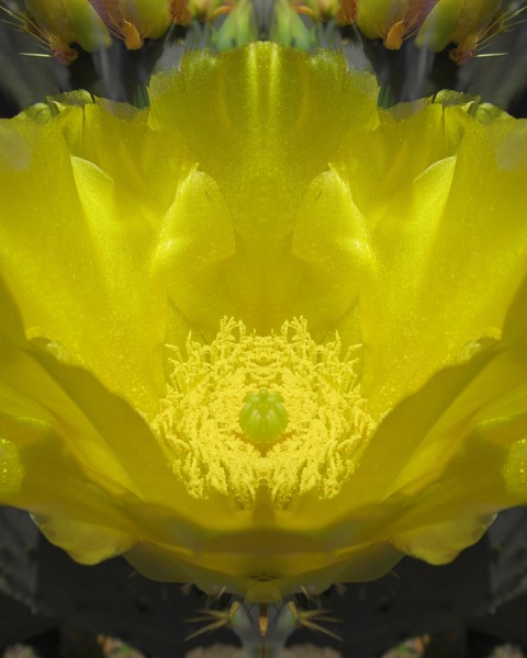 Catus Fantasy
