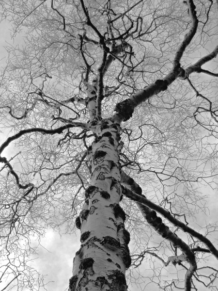 The Lightning Tree