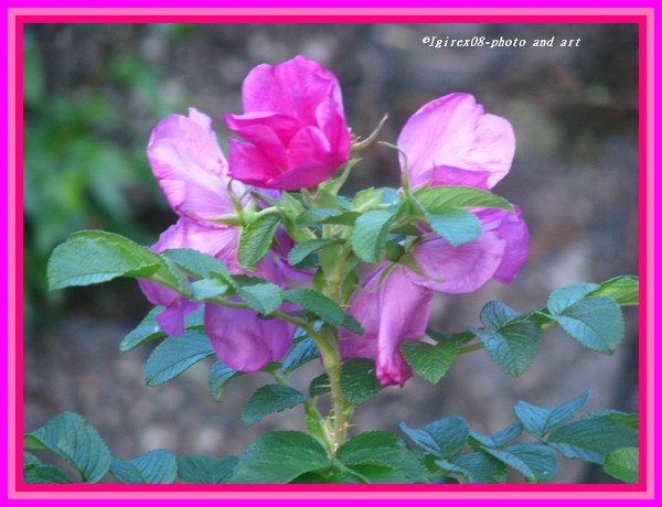 2008 SERIES../ROSE