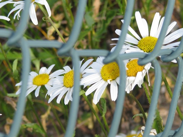 let nobody..seperate..the blooming of..the divine!