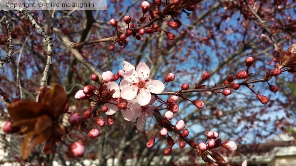 First Blossom